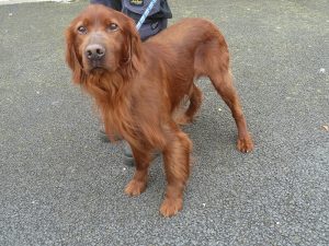 Dogs looking for new homes