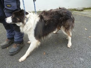 Dogs looking for new homes
