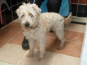 Dogs looking for new homes