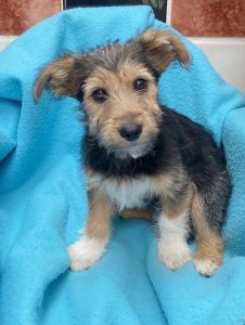 Dogs looking for new homes