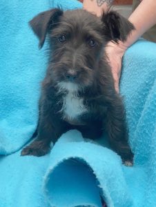 Dogs looking for new homes