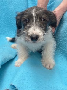 Dogs looking for new homes