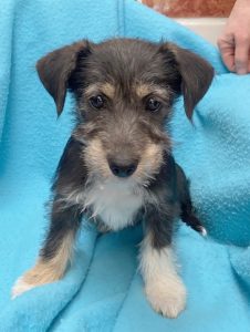 Dogs looking for new homes