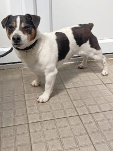 Dogs looking for new homes