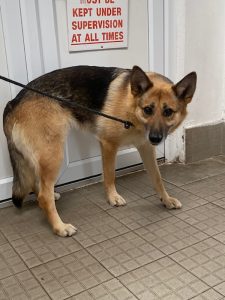 Dogs looking for new homes