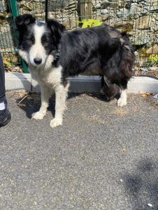 Dogs looking for new homes
