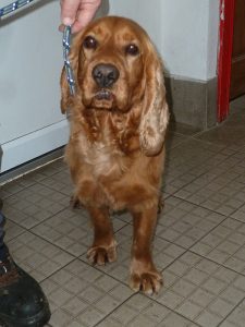 Dogs looking for new homes