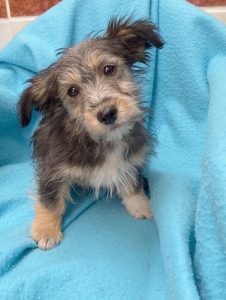 Dogs looking for new homes