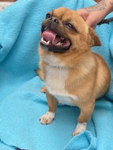 Dogs looking for new homes