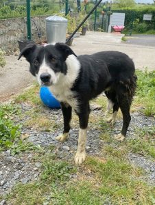 Dogs looking for new homes