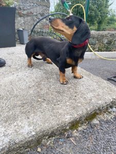 Dogs looking for new homes