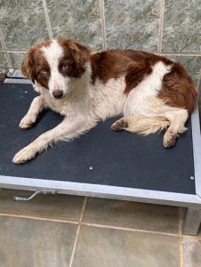 Dogs looking for new homes