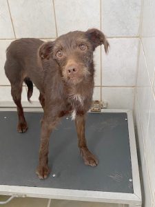 Dogs looking for new homes