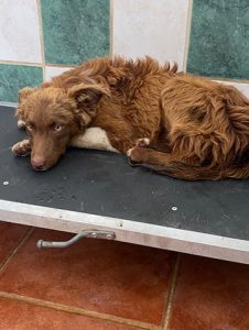 Dogs looking for new homes