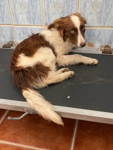 Dogs looking for new homes
