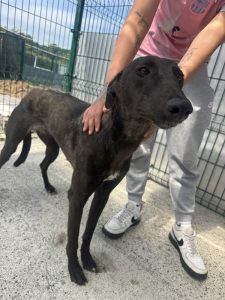 Dogs looking for new homes