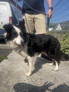 Dogs looking for new homes