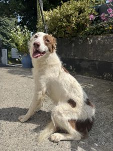 Dogs looking for new homes