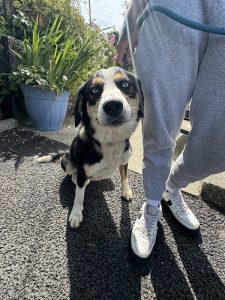 Dogs looking for new homes