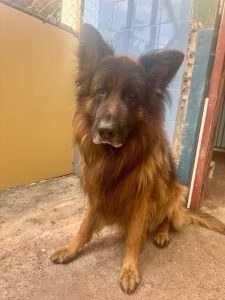 Dogs looking for new homes