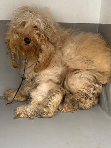 Dogs looking for new homes