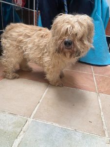 Dogs looking for new homes