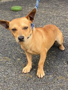 Dogs looking for new homes