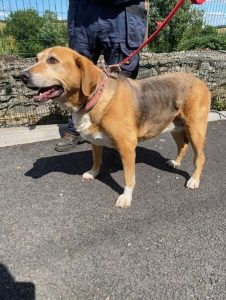 Dogs looking for new homes