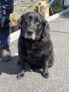Dogs looking for new homes