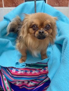 Dogs looking for new homes