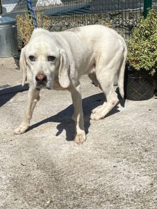 Dogs looking for new homes