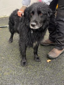 Dogs looking for new homes