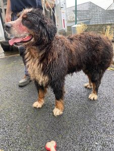 Dogs looking for new homes