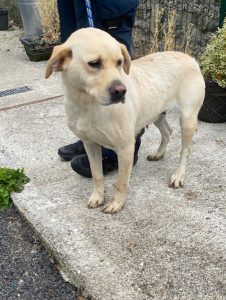 Dogs looking for new homes
