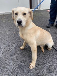 Dogs looking for new homes