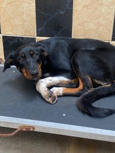 Dogs looking for new homes