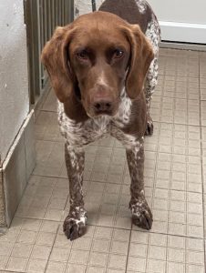 Dogs looking for new homes