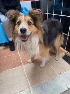 Dogs looking for new homes