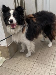 Dogs looking for new homes