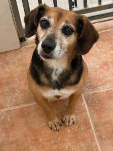 Dogs looking for new homes