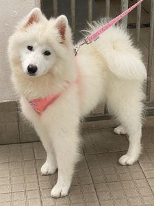 Dogs looking for new homes