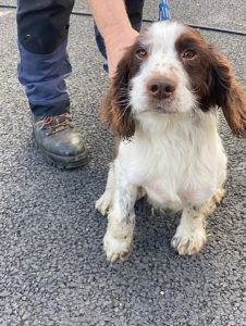 Dogs looking for new homes