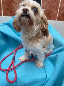 Dogs looking for new homes