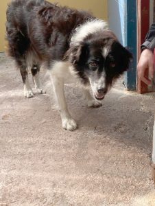 Dogs looking for new homes