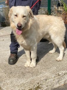 Dogs looking for new homes
