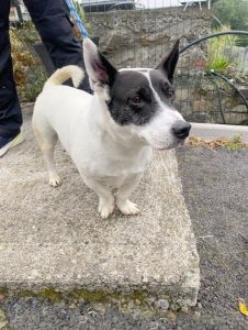 Dogs looking for new homes