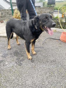 Dogs looking for new homes