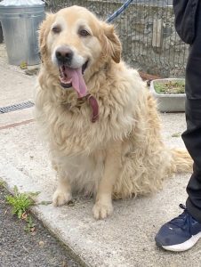 Dogs looking for new homes