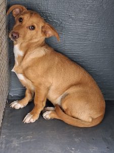 Dogs looking for new homes