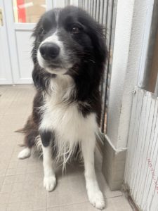 Dogs looking for new homes